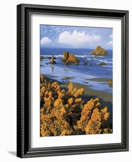USA, Oregon, Bandon. Face Rock and Wild Gorse Plants-Steve Terrill-Framed Photographic Print