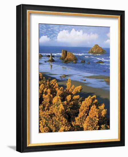 USA, Oregon, Bandon. Face Rock and Wild Gorse Plants-Steve Terrill-Framed Photographic Print