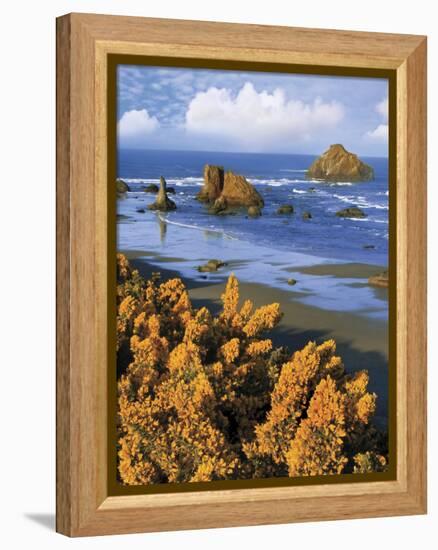 USA, Oregon, Bandon. Face Rock and Wild Gorse Plants-Steve Terrill-Framed Premier Image Canvas