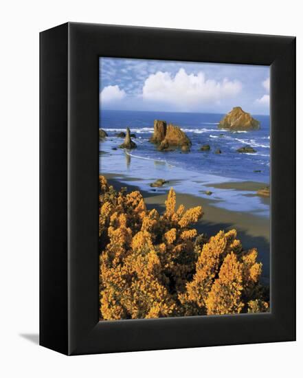 USA, Oregon, Bandon. Face Rock and Wild Gorse Plants-Steve Terrill-Framed Premier Image Canvas