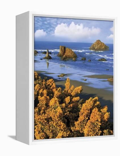 USA, Oregon, Bandon. Face Rock and Wild Gorse Plants-Steve Terrill-Framed Premier Image Canvas