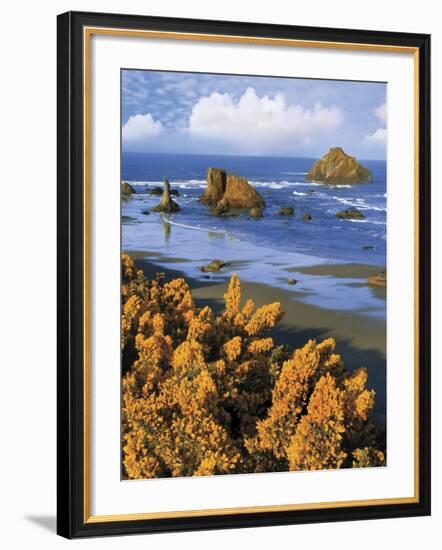 USA, Oregon, Bandon. Face Rock and Wild Gorse Plants-Steve Terrill-Framed Photographic Print