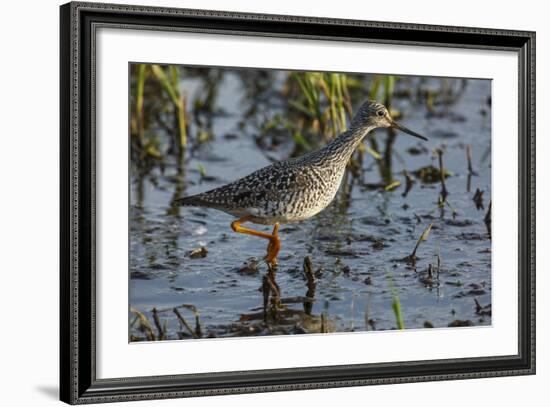 USA, Oregon, Baskett Slough NWR, Lesser Yellowlegs foraging.-Rick A. Brown-Framed Photographic Print