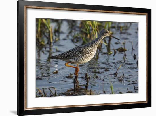 USA, Oregon, Baskett Slough NWR, Lesser Yellowlegs foraging.-Rick A. Brown-Framed Photographic Print