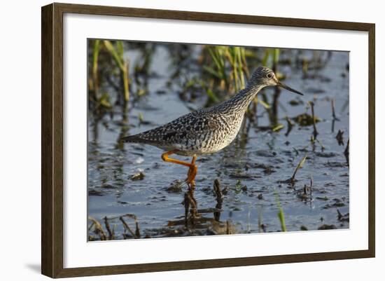 USA, Oregon, Baskett Slough NWR, Lesser Yellowlegs foraging.-Rick A. Brown-Framed Photographic Print