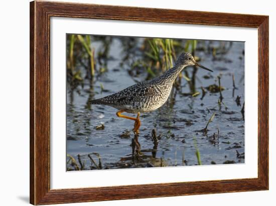 USA, Oregon, Baskett Slough NWR, Lesser Yellowlegs foraging.-Rick A. Brown-Framed Photographic Print