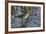 USA, Oregon, Baskett Slough NWR, Lesser Yellowlegs foraging.-Rick A. Brown-Framed Photographic Print