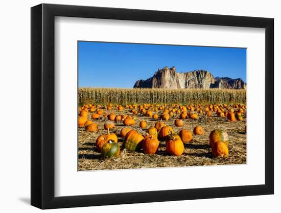 USA, Oregon, Bend. Pumpkin harvest-Hollice Looney-Framed Photographic Print