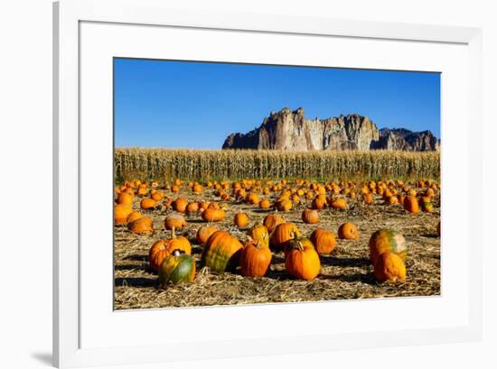 USA, Oregon, Bend. Pumpkin harvest-Hollice Looney-Framed Premium Photographic Print