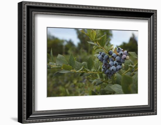 USA, Oregon, Blueberries on the Bush-Rick A. Brown-Framed Photographic Print