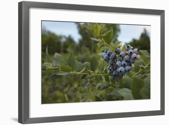 USA, Oregon, Blueberries on the Bush-Rick A. Brown-Framed Photographic Print