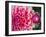 USA, Oregon, Canby, Clackamas County. Close-up of a dahlia variety.-Julie Eggers-Framed Photographic Print