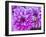 USA, Oregon, Canby, Clackamas County. Close-up of a dahlia variety.-Julie Eggers-Framed Photographic Print