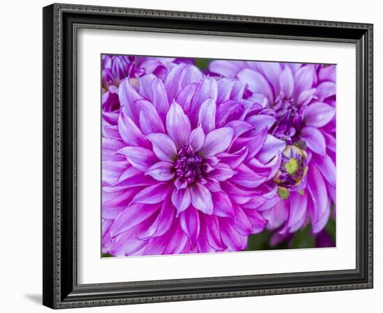 USA, Oregon, Canby, Clackamas County. Close-up of a dahlia variety.-Julie Eggers-Framed Photographic Print