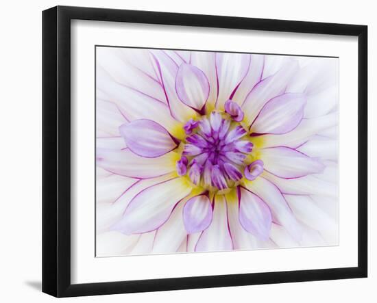 USA, Oregon, Canby, Clackamas County. Macro of a dahlia variety.-Julie Eggers-Framed Photographic Print