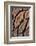 USA, Oregon. Close-up of Sequoia Cones-Steve Terrill-Framed Photographic Print