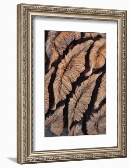 USA, Oregon. Close-up of Sequoia Cones-Steve Terrill-Framed Photographic Print