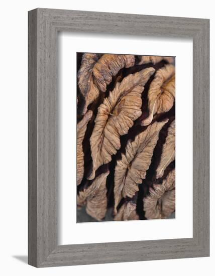 USA, Oregon. Close-up of Sequoia Cones-Steve Terrill-Framed Photographic Print