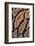 USA, Oregon. Close-up of Sequoia Cones-Steve Terrill-Framed Photographic Print