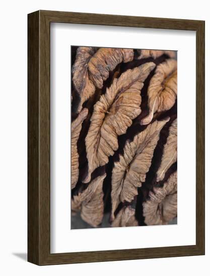 USA, Oregon. Close-up of Sequoia Cones-Steve Terrill-Framed Photographic Print