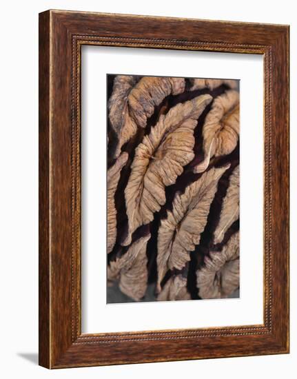 USA, Oregon. Close-up of Sequoia Cones-Steve Terrill-Framed Photographic Print