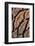 USA, Oregon. Close-up of Sequoia Cones-Steve Terrill-Framed Photographic Print