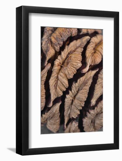 USA, Oregon. Close-up of Sequoia Cones-Steve Terrill-Framed Photographic Print