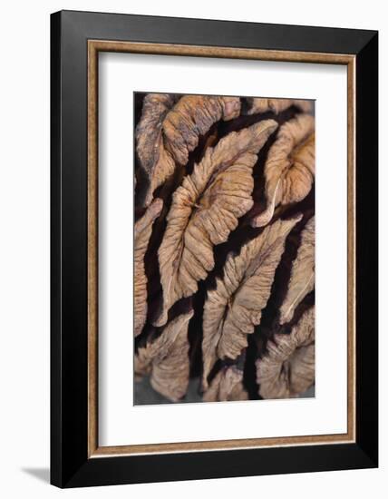 USA, Oregon. Close-up of Sequoia Cones-Steve Terrill-Framed Photographic Print