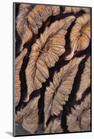 USA, Oregon. Close-up of Sequoia Cones-Steve Terrill-Mounted Photographic Print