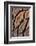 USA, Oregon. Close-up of Sequoia Cones-Steve Terrill-Framed Photographic Print