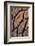 USA, Oregon. Close-up of Sequoia Cones-Steve Terrill-Framed Photographic Print