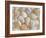 USA, Oregon. Close-up of small sea shells.-Jaynes Gallery-Framed Photographic Print