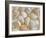 USA, Oregon. Close-up of small sea shells.-Jaynes Gallery-Framed Photographic Print