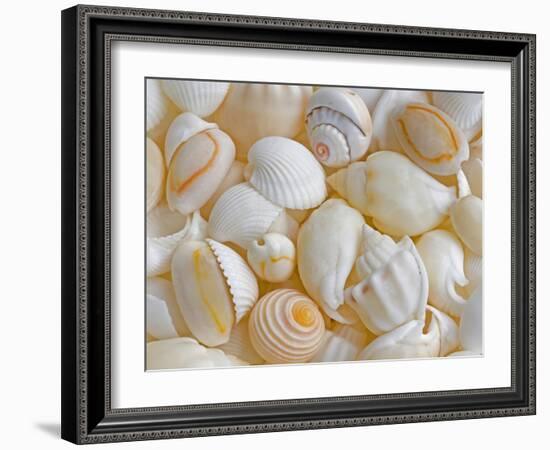 USA, Oregon. Close-up of small sea shells.-Jaynes Gallery-Framed Photographic Print