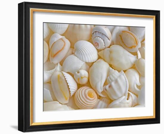 USA, Oregon. Close-up of small sea shells.-Jaynes Gallery-Framed Photographic Print