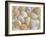 USA, Oregon. Close-up of small sea shells.-Jaynes Gallery-Framed Photographic Print