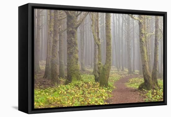 Usa; Oregon Coast; Neptune State Scenic Viewpoint; a Trail into the Foggy Forest-Don Paulson-Framed Premier Image Canvas