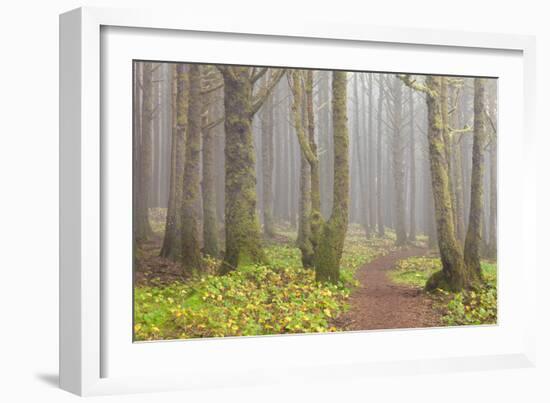 Usa; Oregon Coast; Neptune State Scenic Viewpoint; a Trail into the Foggy Forest-Don Paulson-Framed Photographic Print