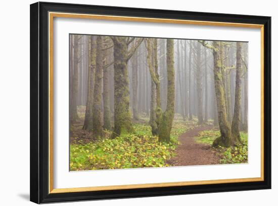 Usa; Oregon Coast; Neptune State Scenic Viewpoint; a Trail into the Foggy Forest-Don Paulson-Framed Photographic Print