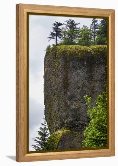 USA, Oregon. Columbia Gorge, conifers on bluff above Oneonta Gorge.-Alison Jones-Framed Premier Image Canvas