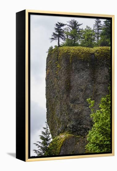 USA, Oregon. Columbia Gorge, conifers on bluff above Oneonta Gorge.-Alison Jones-Framed Premier Image Canvas