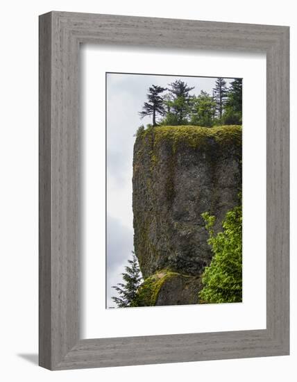 USA, Oregon. Columbia Gorge, conifers on bluff above Oneonta Gorge.-Alison Jones-Framed Photographic Print