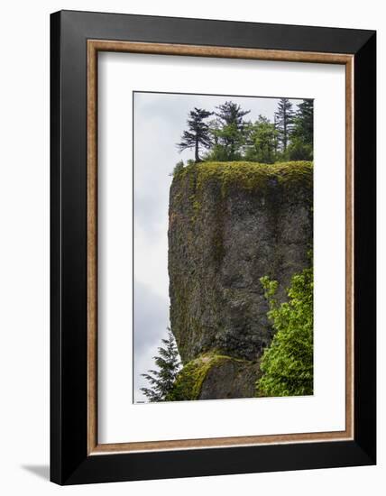 USA, Oregon. Columbia Gorge, conifers on bluff above Oneonta Gorge.-Alison Jones-Framed Photographic Print
