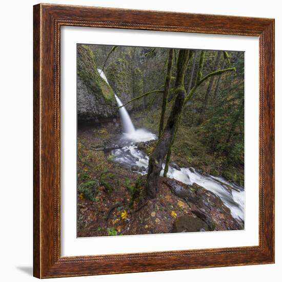 USA, Oregon, Columbia River Gorge area, ponytail falls.-Brent Bergherm-Framed Photographic Print
