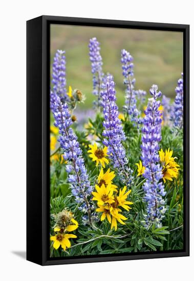 USA, Oregon, Columbia River Gorge, Close-Up of Lupine and Black-Eyed Susan-Hollice Looney-Framed Premier Image Canvas