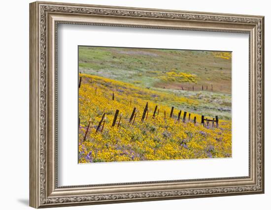 USA, Oregon, Columbia River Gorge, Field Along Dalles Mountain Road-Hollice Looney-Framed Photographic Print
