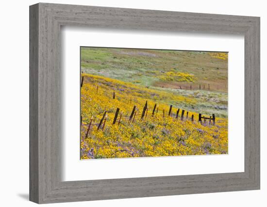 USA, Oregon, Columbia River Gorge, Field Along Dalles Mountain Road-Hollice Looney-Framed Photographic Print