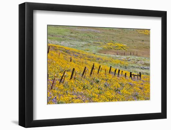 USA, Oregon, Columbia River Gorge, Field Along Dalles Mountain Road-Hollice Looney-Framed Photographic Print