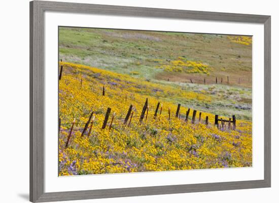 USA, Oregon, Columbia River Gorge, Field Along Dalles Mountain Road-Hollice Looney-Framed Premium Photographic Print