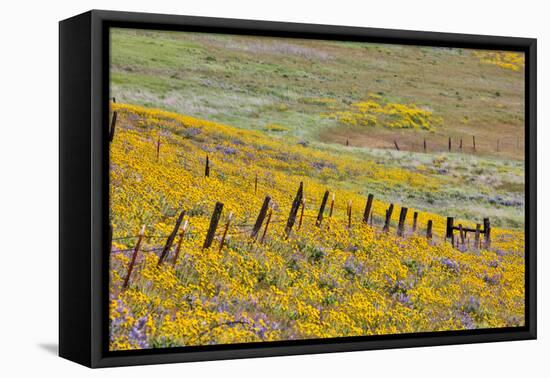 USA, Oregon, Columbia River Gorge, Field Along Dalles Mountain Road-Hollice Looney-Framed Premier Image Canvas